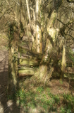 D7D00398 Old wooden fence by river Wye.jpg